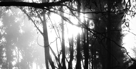 critical infrastructure assessment for bushfire zones